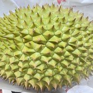 Adam Nếp